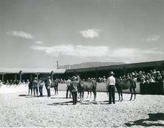Five unidentified handlers and their horses compete in a horse show