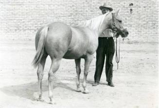 "Frontera Sugar", Champion Stock Palomino Mare, owned by George E. Wood
