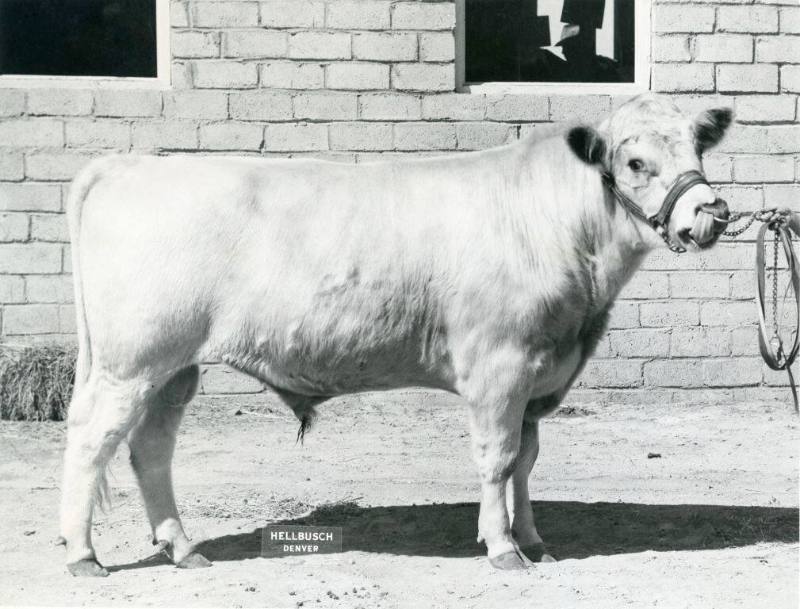Grand Champion Milking Shorthorn Bull, owned by Virginia Cowardin