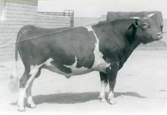 Champion Guernsey Bull, owned by H. I. Ingram