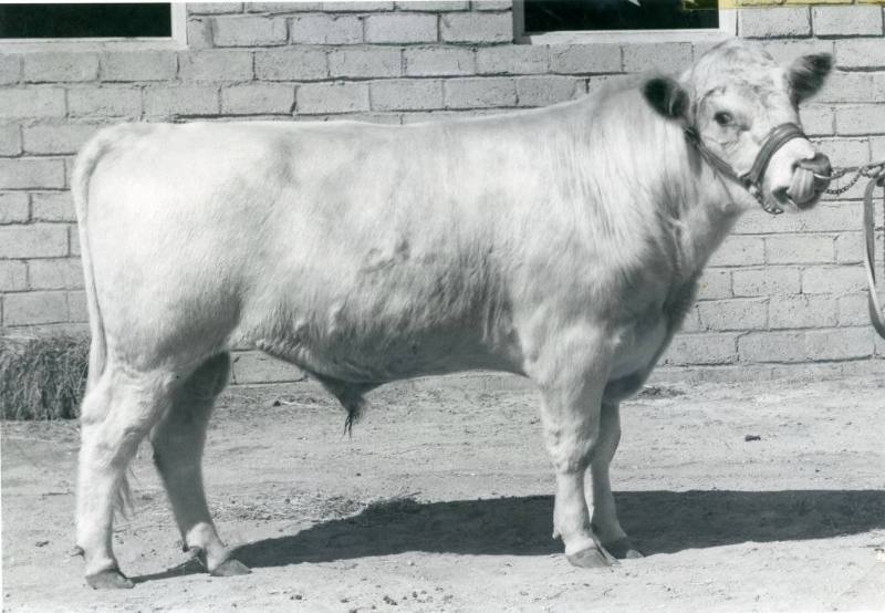 "Return White Monarch", Champion Milking Shorthorn Bull