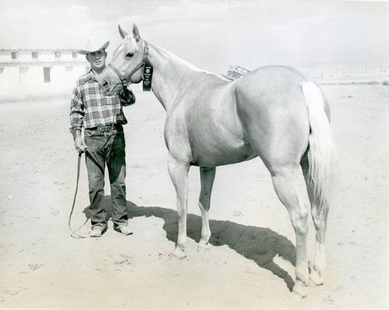 "She Flew", Champion Palomino Stock Horse, owned by Hank Wiescamp