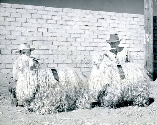 Champion Angora Goats, owned by Mrs. R. W. Reid