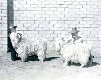 Prize-Winning Angora Goats, owned by Mrs. R. W. Reid
