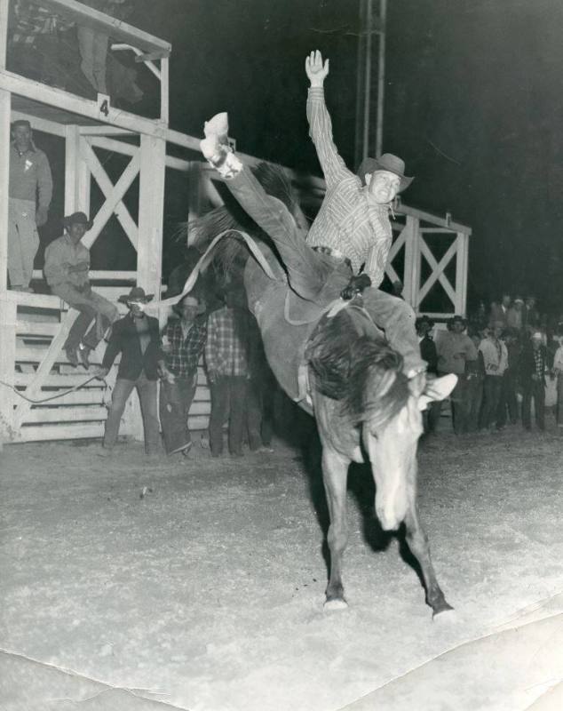 Unidentified rodeo cowboy rides a bucking bronco at a rodeo