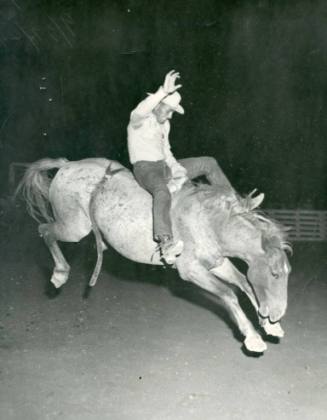 Unidentified rodeo cowboy hangs on to a bucking bronco at a rodeo