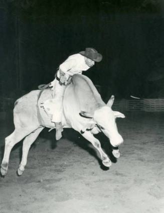 Unidentified rodeo cowboy rides a Brahma bull at the rodeo