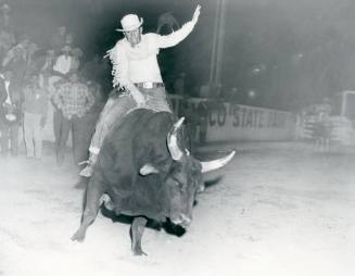 Unidentified rodeo cowboy rides a bull at the rodeo