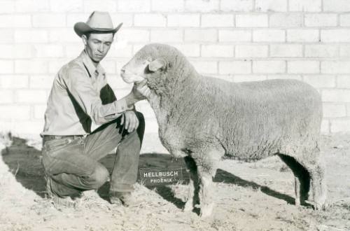 Champion Rambouillet Ewe, owned by New Mexico A & M College