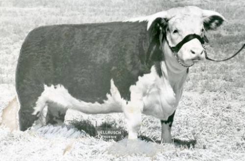 Champion Hereford Female, owned by Combs & Worley