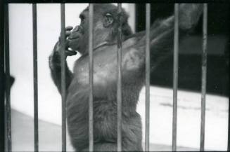 A young bonobo stands at the bars of its enclosure at the Albuquerque Zoo
