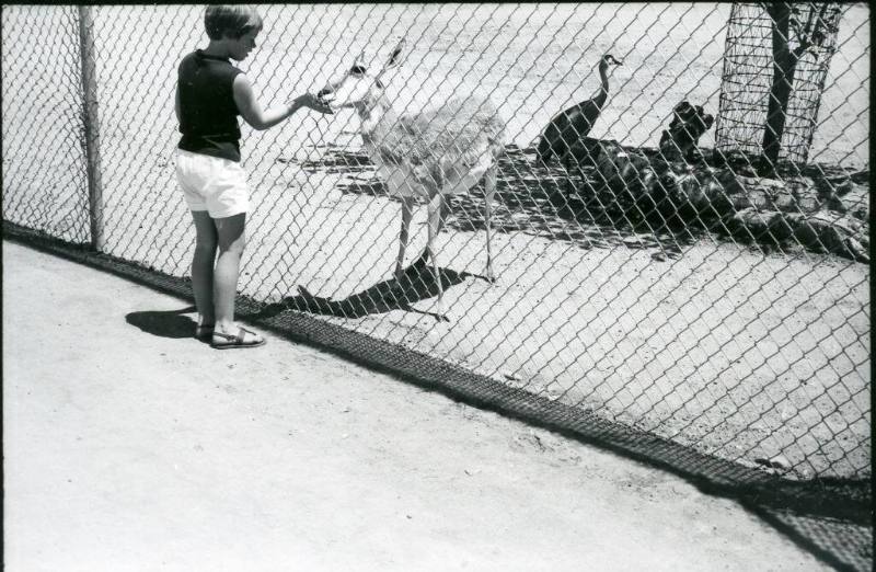 A child feeds a white elk through a fence at the Albuquerque Zoo