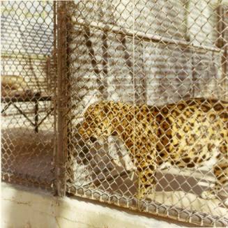 A jaguar stands in the corner of its enclosure at the Albuquerque Zoo