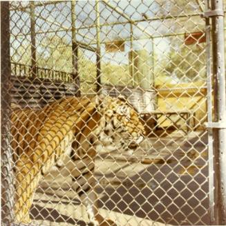 A tiger paces along the chain link fence of its enclosure at the Albuquerque Zoo