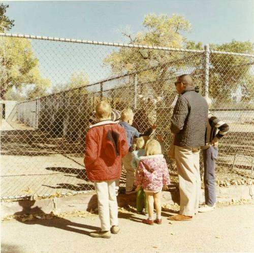 Zoo visitors greet a zebra through a chain link fence at the Albuquerque Zoo