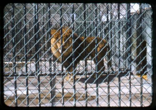 A lion looks through the bars of its enclosure at the Albuquerque Zoo