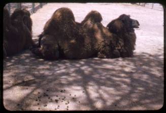 Two Bactrian camels lie in the shade at the Albuquerque Zoo