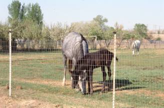 West Mesa Horses