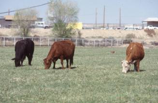 West Mesa Cows