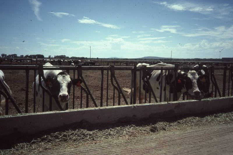Price's Dairy Cows